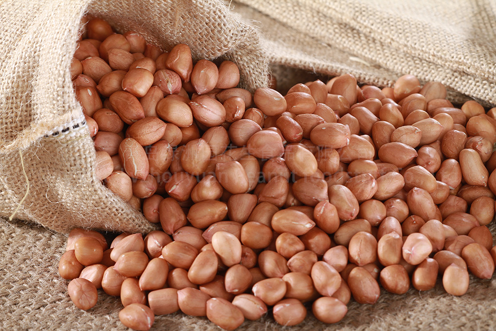 PEANUT KERNELS BAISHA/HSUJI TYPE