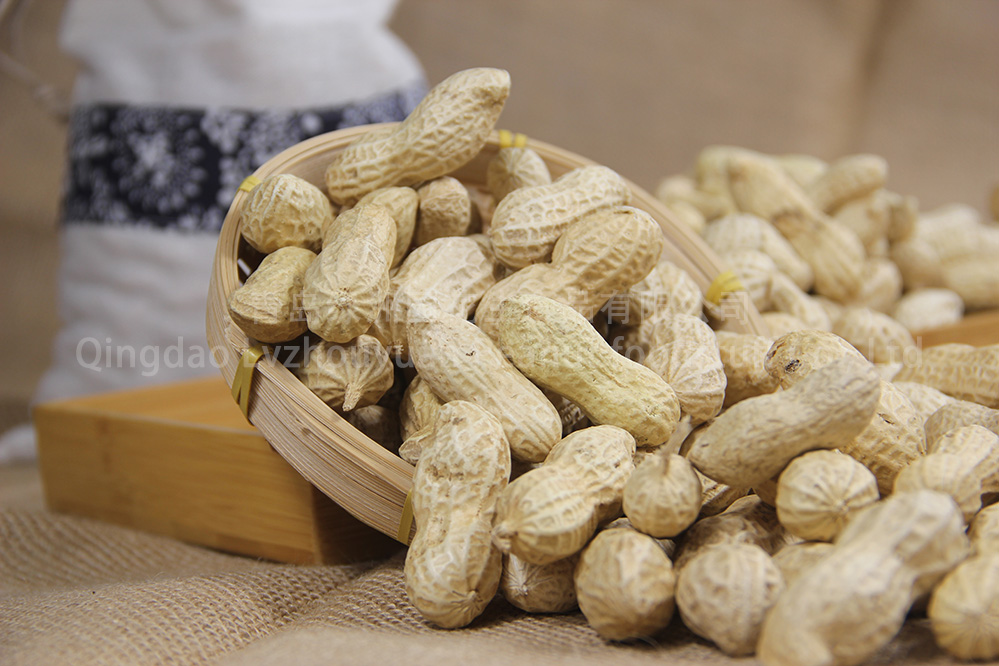 ROASTED PEANUTS IN SHELL